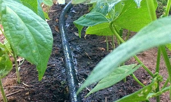 Using a Soaker Hose to Water Your Vegetable Garden