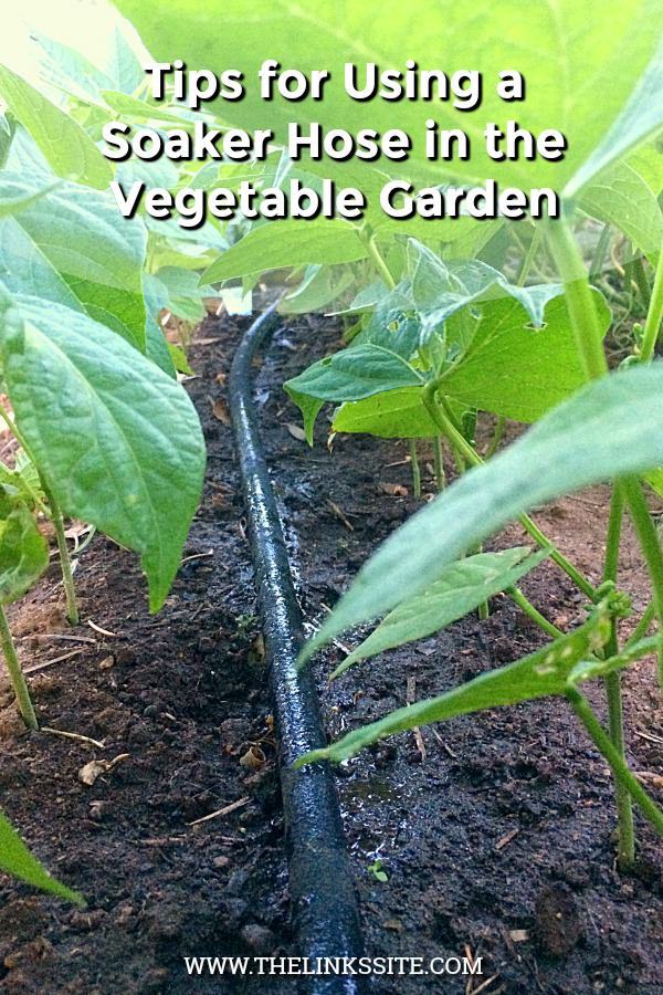 Soaker hose lying on bare ground under a canopy of bush beans. Water is seeping from the hose. Text overlay says: Tips for Using a Soaker Hose in the Vegetable Garden.