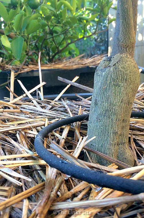 A micro water weeping hose can be seen dripping while looped around the base of a potted citrus tree. Another potted lemon tree can be seen in the background.