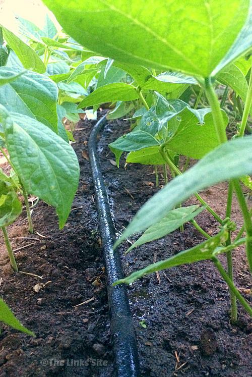 Soaker hose lying on bare ground under a canopy of bush beans. Water is seeping from the hose.