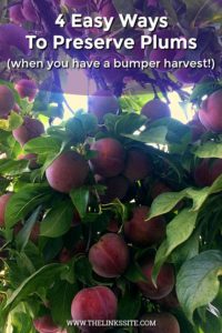 Plum tree loaded with ripe red plums. Text overlay says: 4 Easy Ways To Preserve Plums (when you have a bumper harvest!).