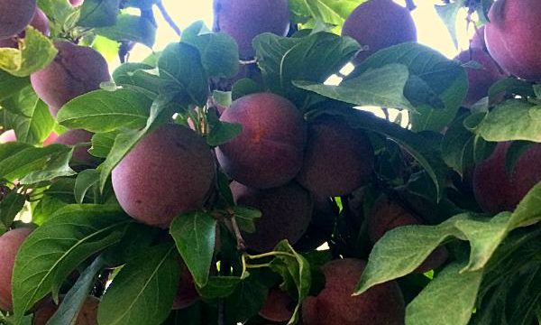 4 Easy Ways of Preserving Plums So You Can Enjoy Them All Year!