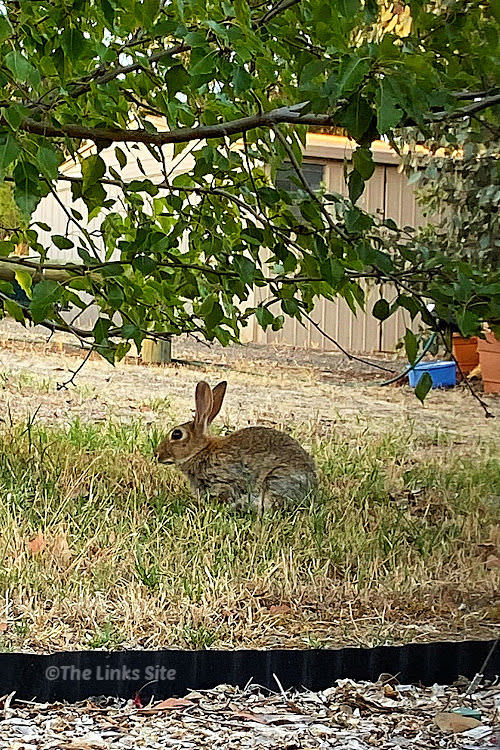A rabbit can be seen eating grass under a small tree. Some garden posts and a garden shed can be seen in the background.