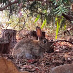 Side on view of a rabbit sitting under bushes in the garden. There is leaf litter on the ground and garden rocks in the foreground.