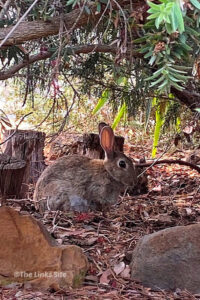 Side on view of a rabbit sitting under bushes in the garden. There is leaf litter on the ground and garden rocks in the foreground.