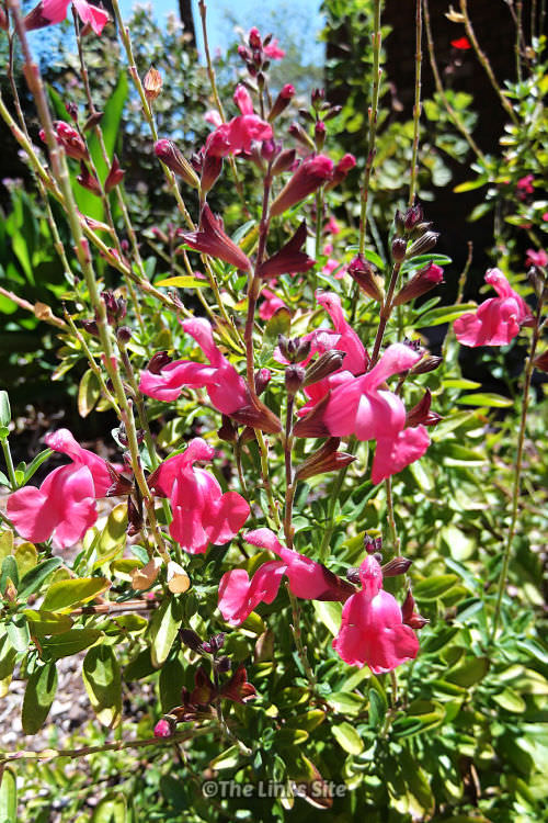 Close up of a cluster of pink salvia flowers with the blue sky behind them.
