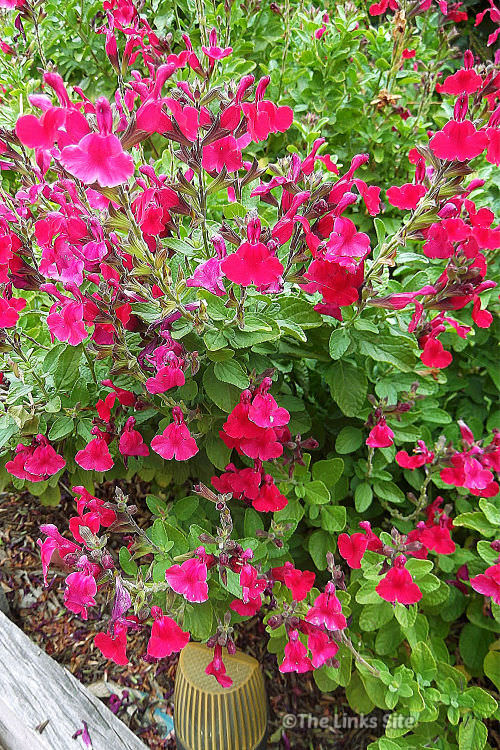 Salvia bush covered in small bright pink flowers.