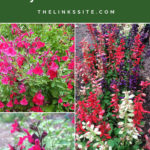 Collage image showing 3 pictures of salvia plants in flower. Text overlay says: Growing Salvia for Easy Summer Colour!
