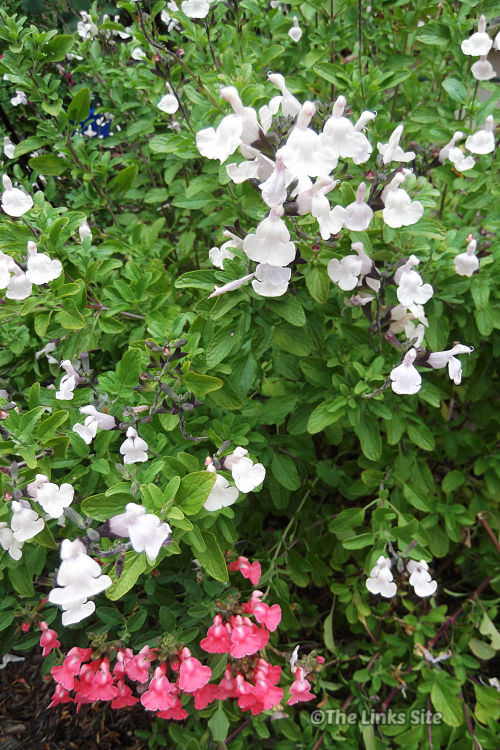 Two salvia bushes growing closely together, one with white flowers and the other with pink flowers.
