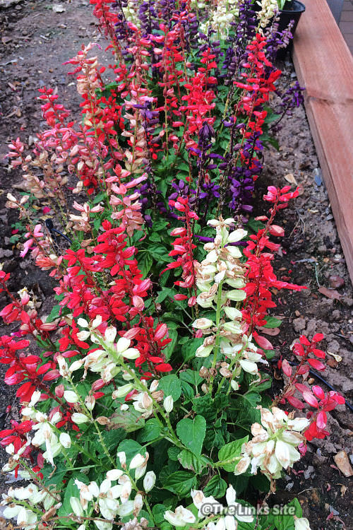 A row of low growing salvia annuals with mixed coloured flowers. Flowers are a mixture of white, red, pink, and purple.