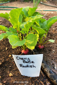 Two rows of radish plants growing in the soil with a drip irrigation hose running down the middle. A plastic plant marker labelled ‘Cherry Belle Radish’ is sticking out of the soil in front of the plants.