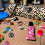 Grey and white cat in a leopard print play tunnel. There are lots of various cat toys in the foreground and two cat trees in the background.