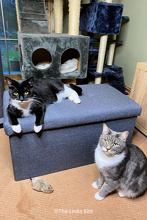 A black and white cat is sitting on top of a grey storage ottoman with a grey and white cat sitting in front of the ottoman. Cat trees can be seen in the background.