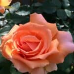 Close-up of a soft apricot-coloured rose blooming on a rose bush.