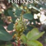 Green rose bud covered in aphids with brown aphid mummies and a small aphid wasp, with text overlay reading “Natural Aphid Control for Roses”.