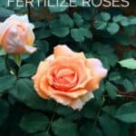 Apricot rose bush with dark green leaves, featuring a bloom and a rosebud, with text overlay reading “How to Fertilize Roses.”