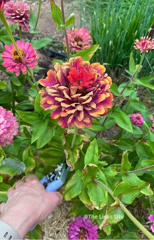 Hand holding secateurs reaching in to snip off a faded zinnia flower during deadheading.