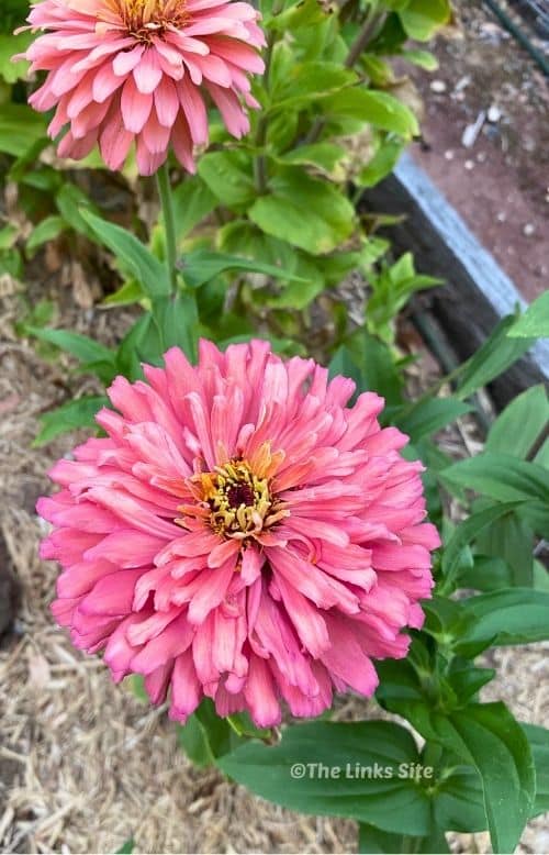 Close up of a pink apricot coloured zinnia flower in full bloom.