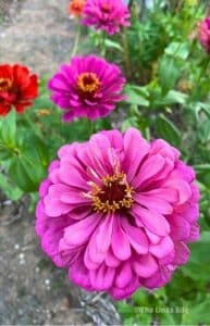 Close up of a pink purple zinnia with colourful zinnias blooming in the background in a summer garden.
