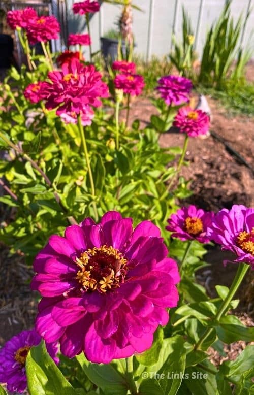 Purple zinnia in the foreground with more zinnias growing in the background.