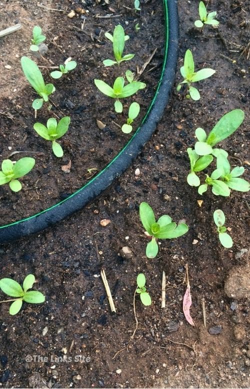 Self sown zinnia seedlings emerging in a garden bed beside a drip irrigation hose.