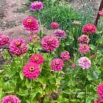 A colourful patch of zinnias in full bloom with flowers in various shades.