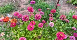 A colourful patch of zinnias in full bloom with flowers in various shades.