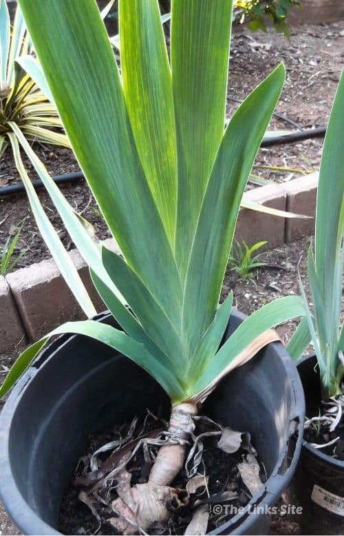A bearded iris plant in a black plastic pot with the rhizome visible above the soil level.