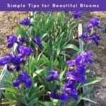 Pinterest graphic showing a purple bearded iris patch with a purple banner and white text reading ‘Planting Bearded Iris – Simple Tips for Beautiful Blooms’.