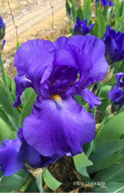 Close up of a purple bearded iris flower showing the petals and beard detail.