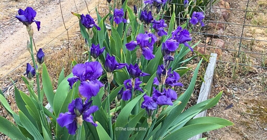 Landscape view of a purple bearded iris patch with a wire fence and part of a gravel driveway in the background.