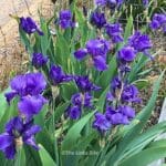 Landscape view of a purple bearded iris patch with a wire fence and part of a gravel driveway in the background.