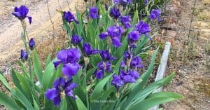 Landscape view of a purple bearded iris patch with a wire fence and part of a gravel driveway in the background.