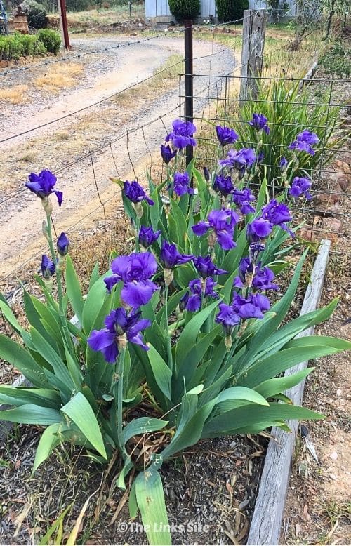 A patch of purple bearded irises growing along a wire fence with a gravel driveway in the background.