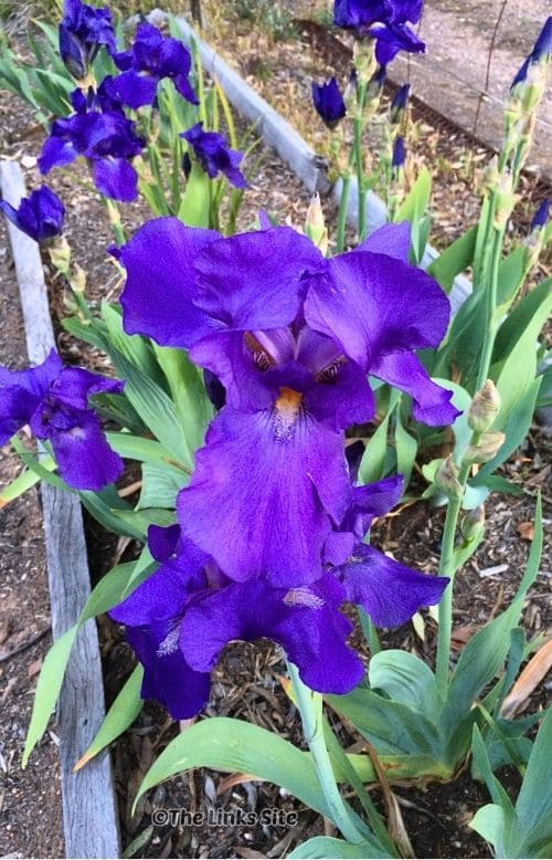 Close up of a purple bearded iris flower in full bloom, surrounded by more iris flowers in the garden.